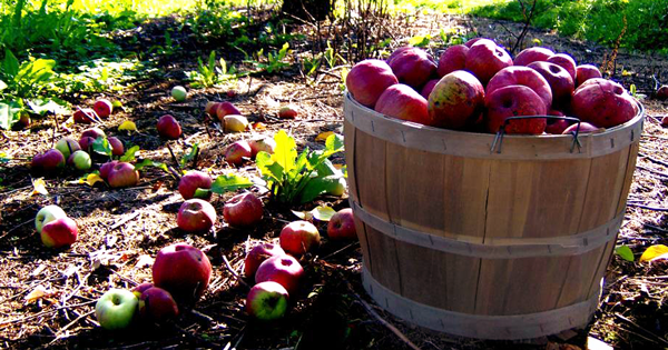 (Copyright 2006 by Zelphics [Apple Bushel])