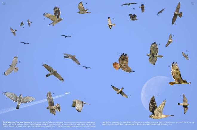 13-Widespread-Common-Raptors-Mystery-Plate