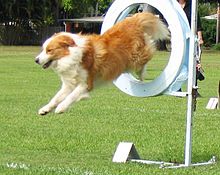 220px-Bordercollie-ankc-agility