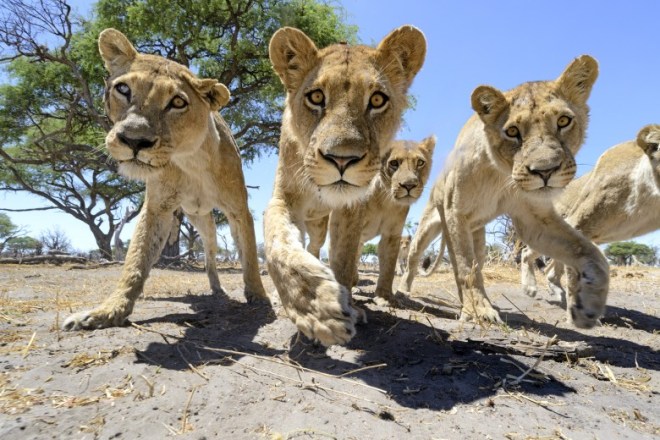 Chris-McLennan_buggy_011-780x520